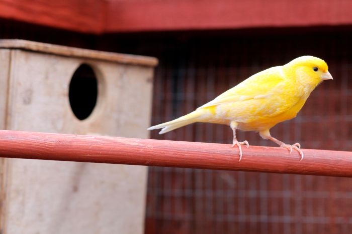 Canary Releases: A Comprehensive Guide to Implementation