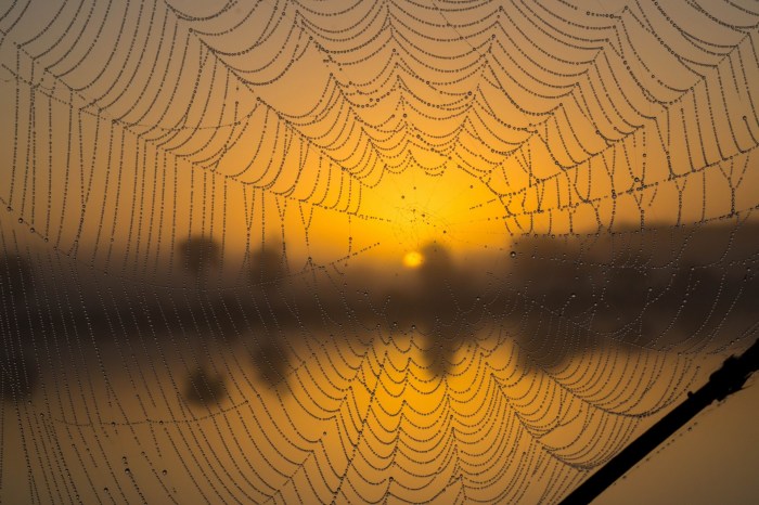 Spider Web Free Stock Photo - Public Domain Pictures